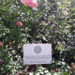 Inner Wheel Forever -ruusut